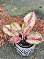 Zdjęcie rośliny Aglaonema Painted Celebration, ujęcie 1