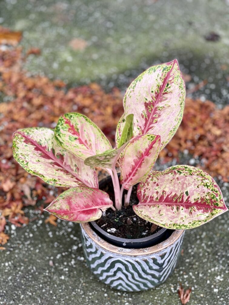 Zdjęcie rośliny Aglaonema Painted Celebration, ujęcie 1
