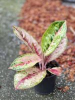 Zdjęcie rośliny Aglaonema Painted Celebration, ujęcie 2