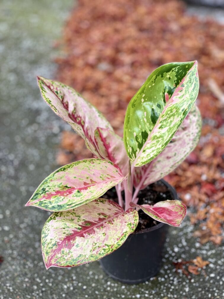 Zdjęcie rośliny Aglaonema Painted Celebration, ujęcie 2