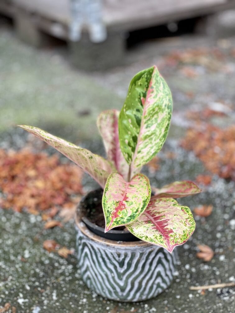 Zdjęcie rośliny Aglaonema Painted Celebration, ujęcie 3