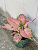 Zdjęcie rośliny Aglaonema Pandora, ujęcie 1