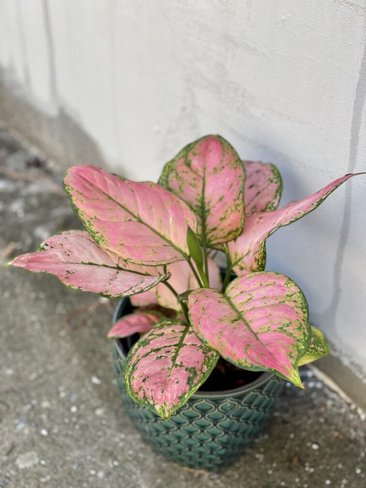 Zdjęcie rośliny Aglaonema Pandora, ujęcie 1