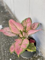 Zdjęcie rośliny Aglaonema Pandora, ujęcie 2