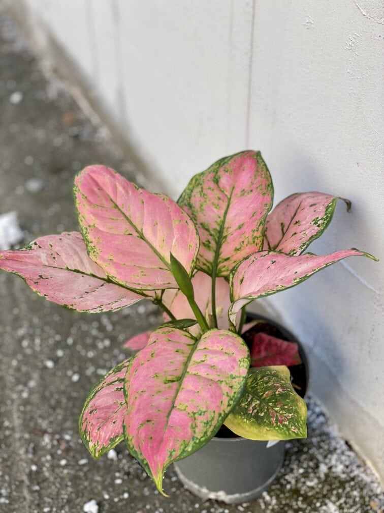 Zdjęcie rośliny Aglaonema Pandora, ujęcie 2