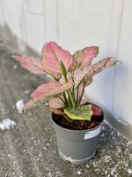 Zdjęcie rośliny Aglaonema Pandora, ujęcie 3