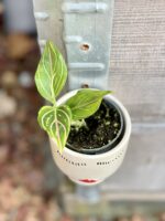 Zdjęcie rośliny Aglaonema Red Vein, ujęcie 1
