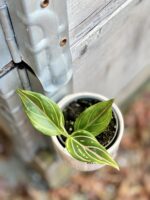 Zdjęcie rośliny Aglaonema Red Vein, ujęcie 3