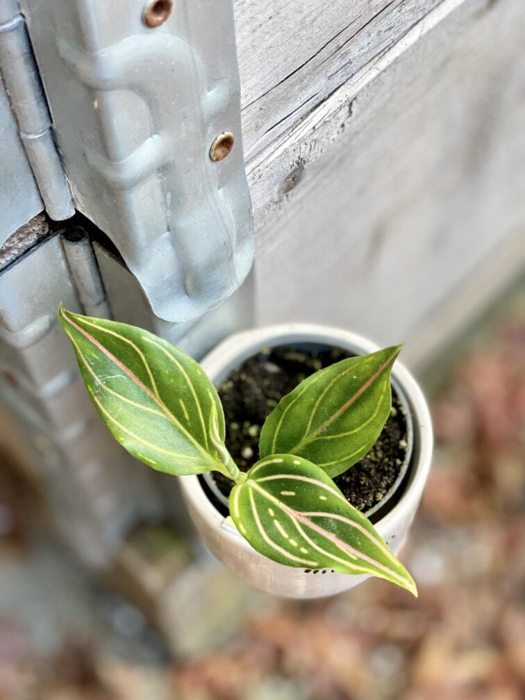 Zdjęcie rośliny Aglaonema Red Vein, ujęcie 3