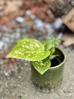 Zdjęcie rośliny Aglaonema White Dalmatian, ujęcie 1