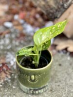 Zdjęcie rośliny Aglaonema White Dalmatian, ujęcie 2
