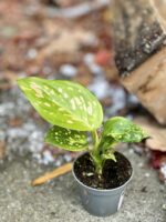 Zdjęcie rośliny Aglaonema White Dalmatian, ujęcie 3