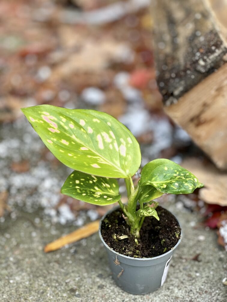 Zdjęcie rośliny Aglaonema White Dalmatian, ujęcie 3