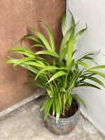 Zdjęcie rośliny Areca, ujęcie 1