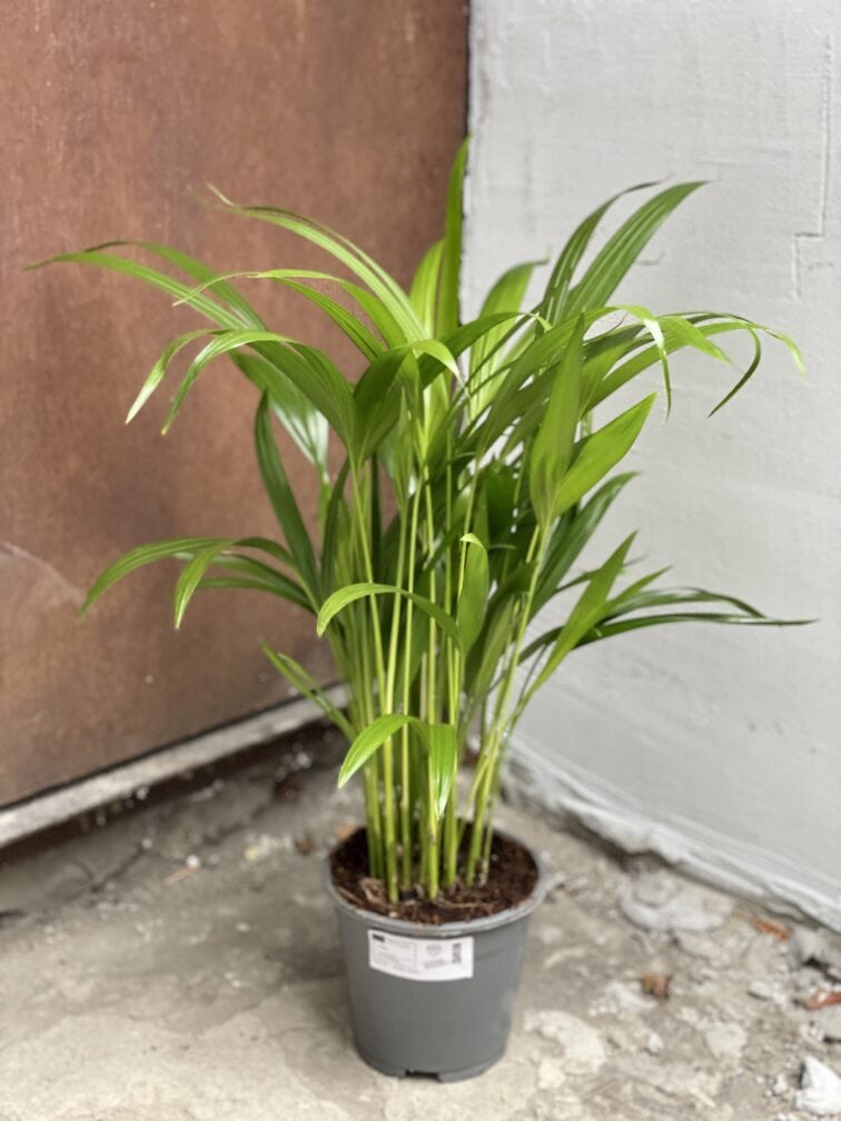 Zdjęcie rośliny Areca, ujęcie 3