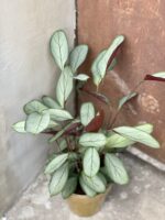Zdjęcie rośliny Ctenanthe Setosa Grey Star, ujęcie 1
