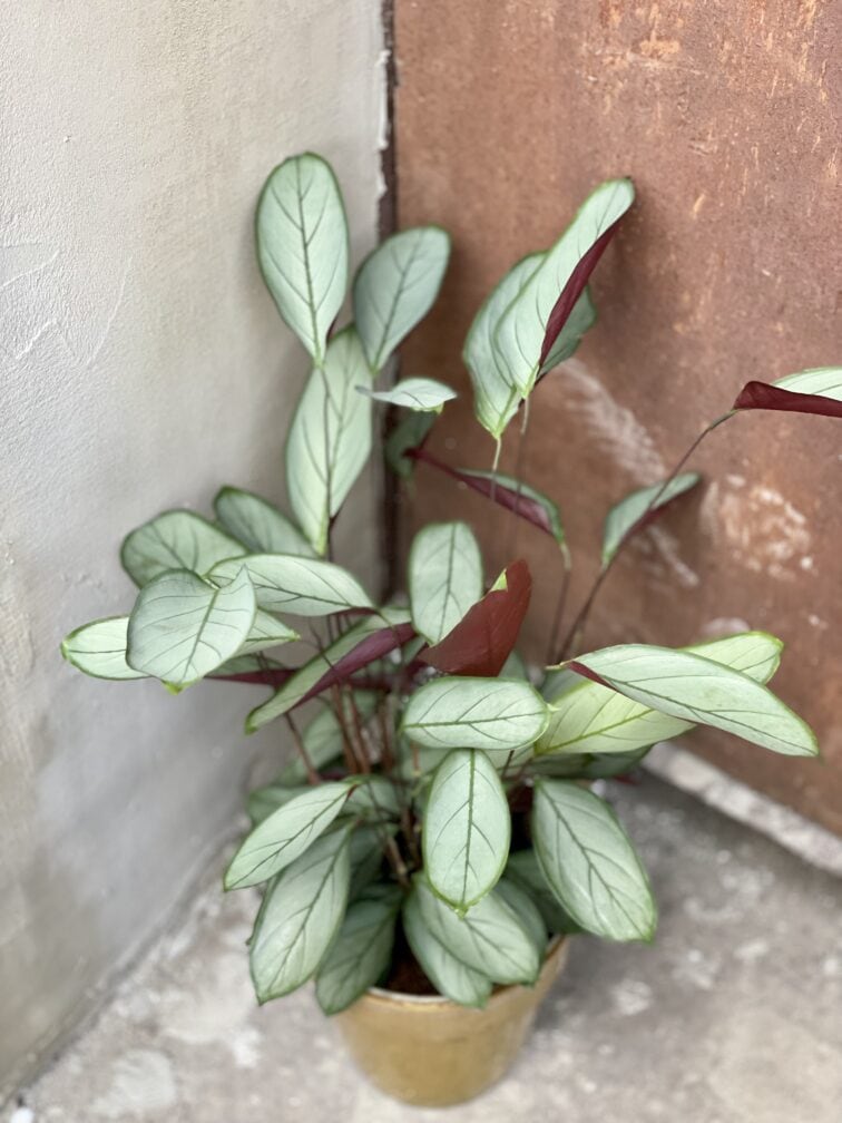Zdjęcie rośliny Ctenanthe Setosa Grey Star, ujęcie 1