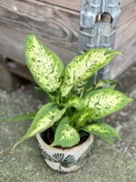 Zdjęcie rośliny Dieffenbachia Compacta, ujęcie 1