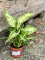 Zdjęcie rośliny Dieffenbachia Compacta, ujęcie 2