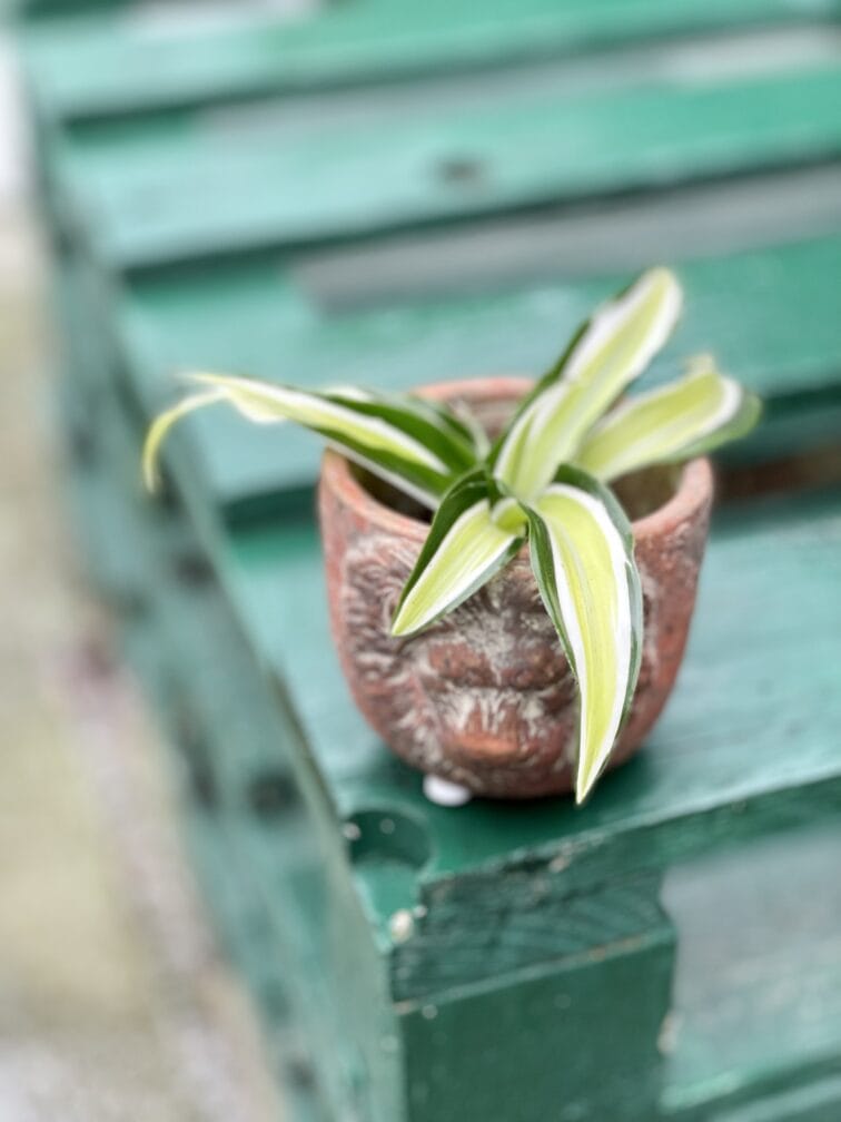 Zdjęcie rośliny Dracaena fragrans compacta Malaika (Dracena), ujęcie 3