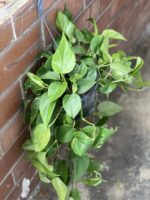Zdjęcie rośliny Epipremnum Aureum (Epipremnum Złociste), ujęcie 1