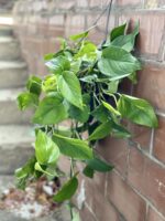 Zdjęcie rośliny Epipremnum Aureum (Epipremnum Złociste), ujęcie 2