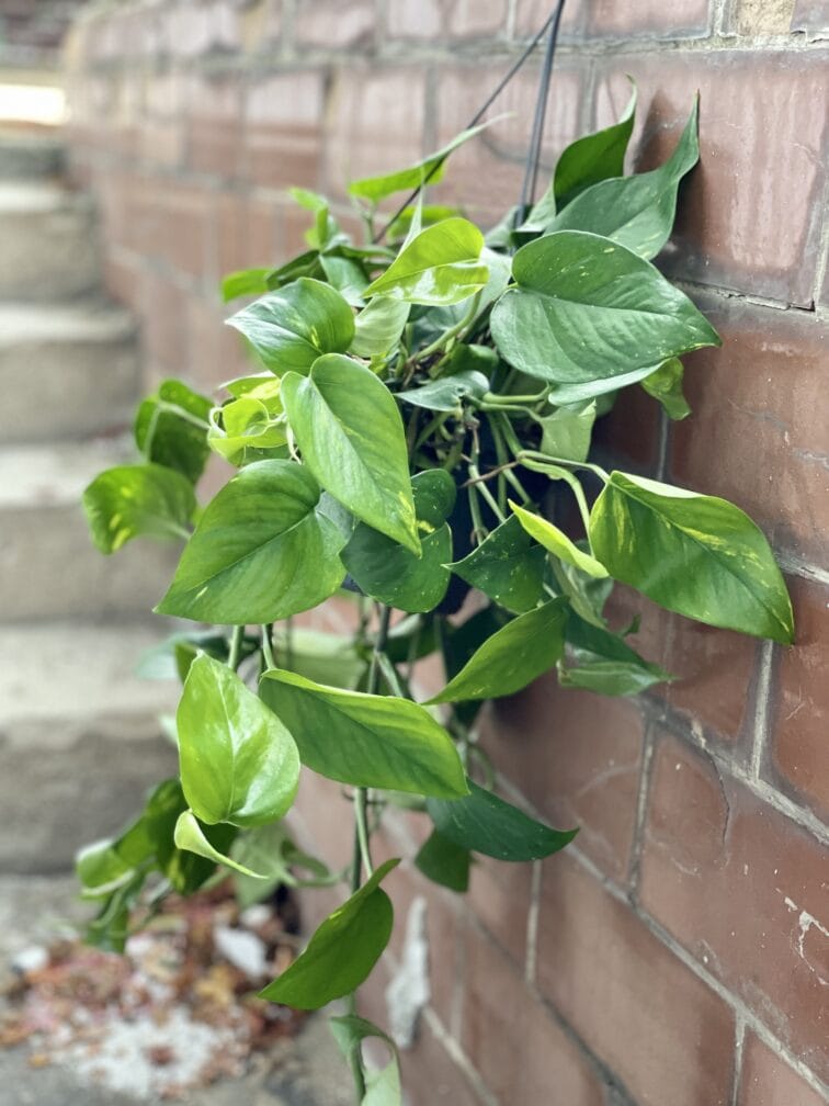 Zdjęcie rośliny Epipremnum Aureum (Epipremnum Złociste), ujęcie 2