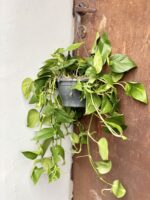 Zdjęcie rośliny Epipremnum Aureum (Epipremnum Złociste), ujęcie 3