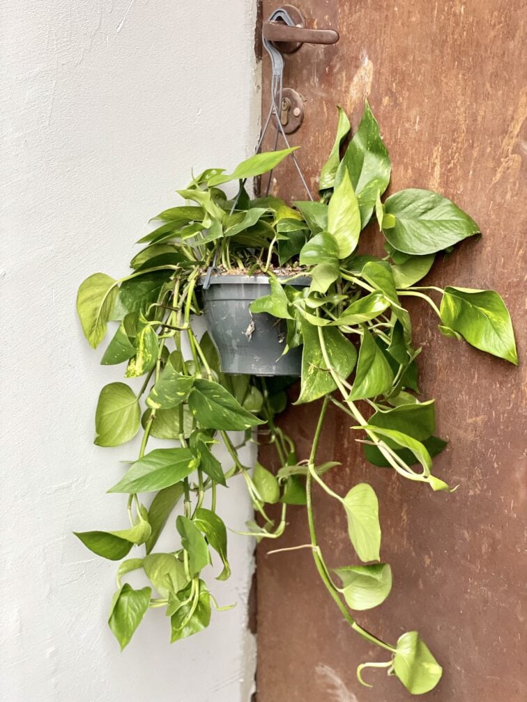 Zdjęcie rośliny Epipremnum Aureum (Epipremnum Złociste), ujęcie 3