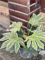 Zdjęcie rośliny Fatsia variegata Spiderweb, ujęcie 1