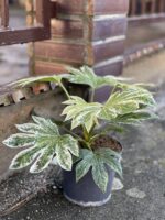 Zdjęcie rośliny Fatsia variegata Spiderweb, ujęcie 2