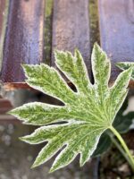 Zdjęcie rośliny Fatsia variegata Spiderweb, ujęcie 3