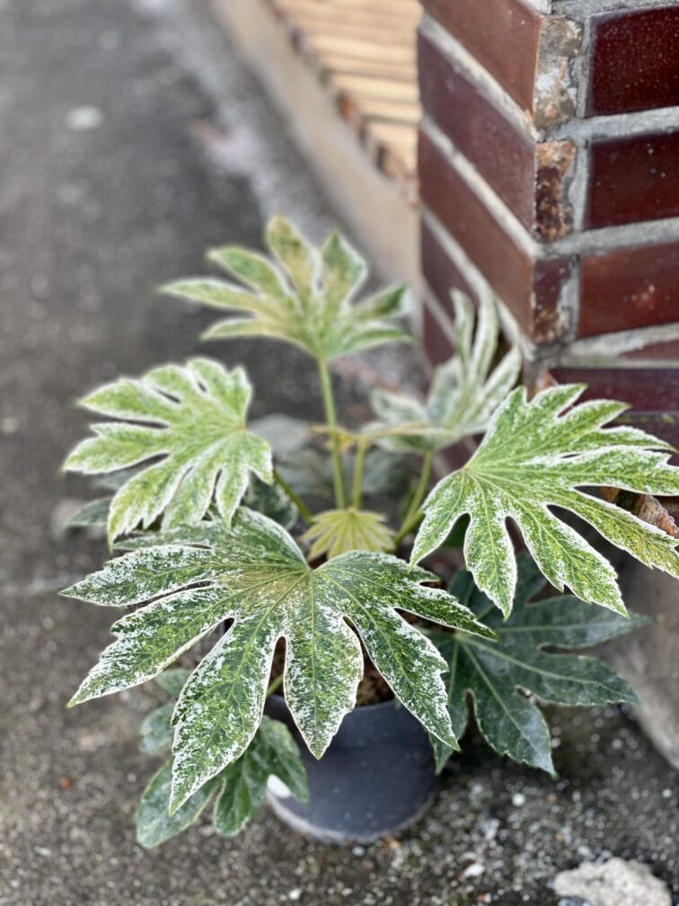 Zdjęcie rośliny Fatsia variegata Spiderweb, ujęcie 4