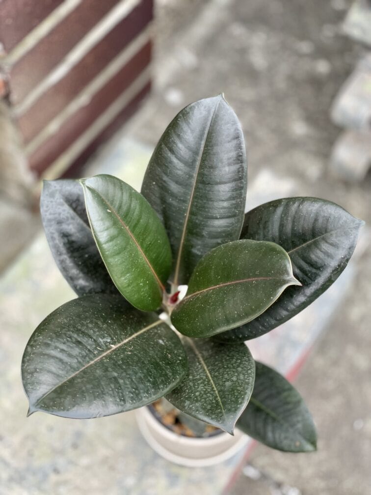 ficus-elastike-burgundy_11x30-1_1636791600.jpg Zdjęcie rośliny Ficus Elastica Burgundy, ujęcie 1