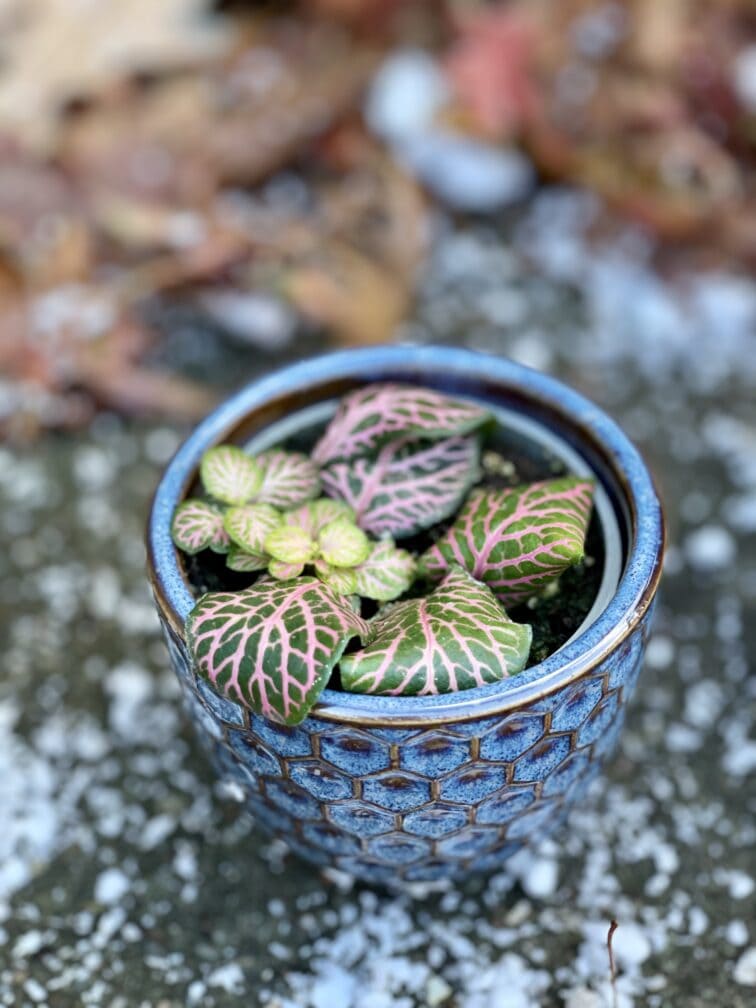 fittonia-pink-specik_6x10-1_1636195574.jpg Zdjęcie rośliny Fittonia Pink Specik, ujęcie 1