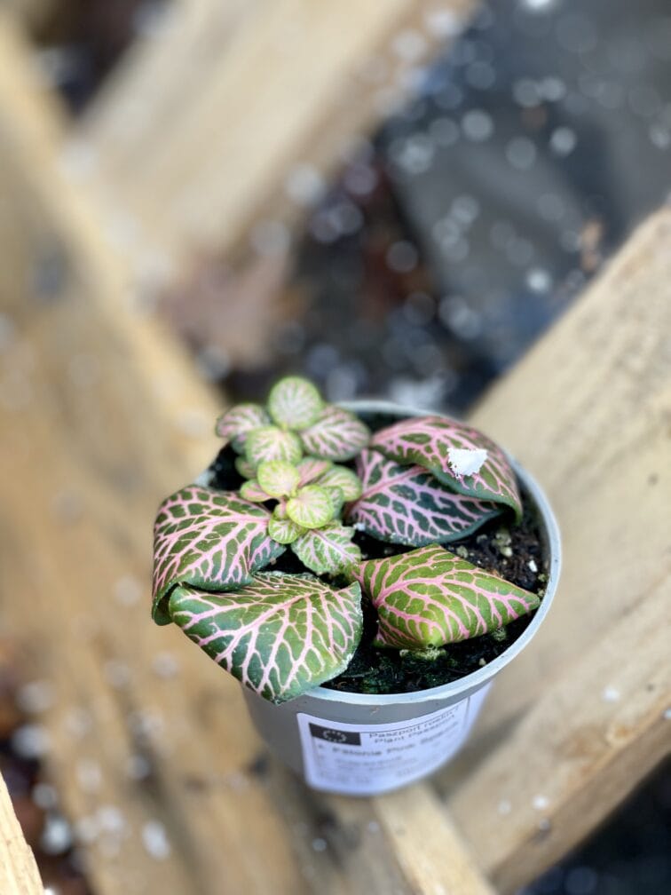 Zdjęcie rośliny Fittonia Pink Specik, ujęcie 2