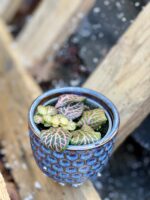 Zdjęcie rośliny Fittonia Pink Specik, ujęcie 3