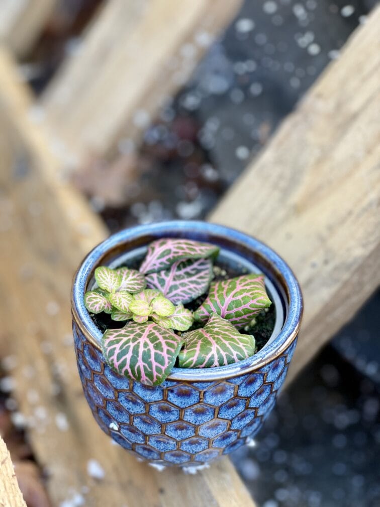 Zdjęcie rośliny Fittonia Pink Specik, ujęcie 3