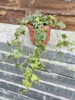 Zdjęcie rośliny Hedera helix Yellow Ripple, ujęcie 1