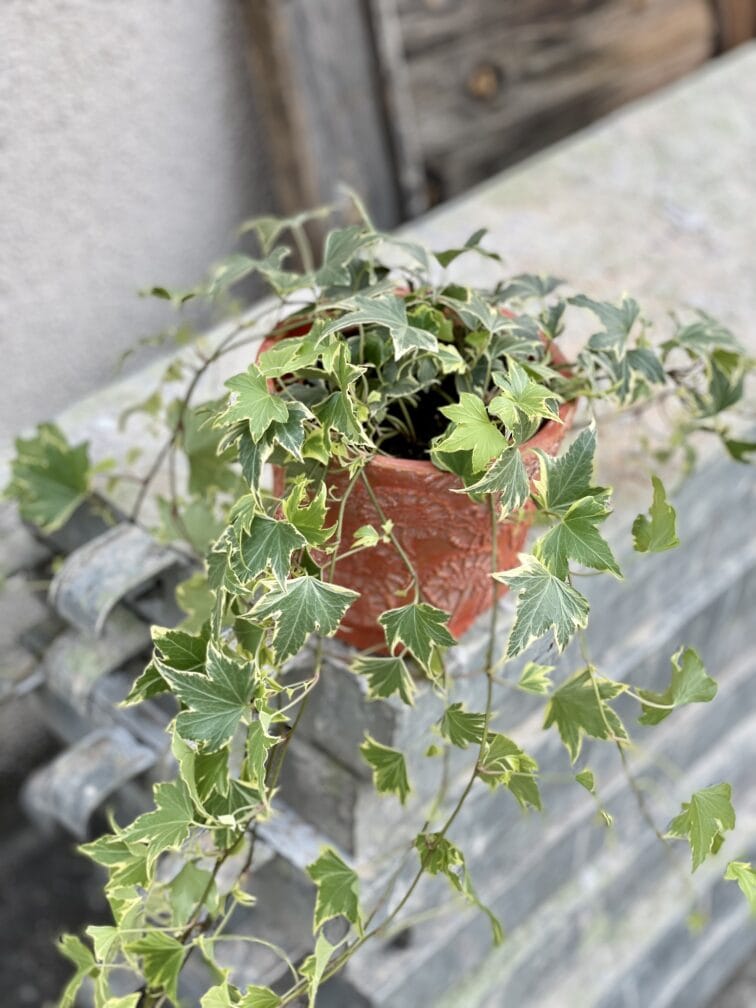 Zdjęcie rośliny Hedera helix Yellow Ripple, ujęcie 2