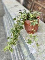 Zdjęcie rośliny Hedera helix Yellow Ripple, ujęcie 3