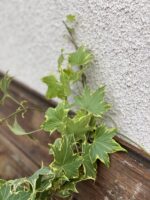 Zdjęcie rośliny Hedera helix Yellow Ripple, ujęcie 4