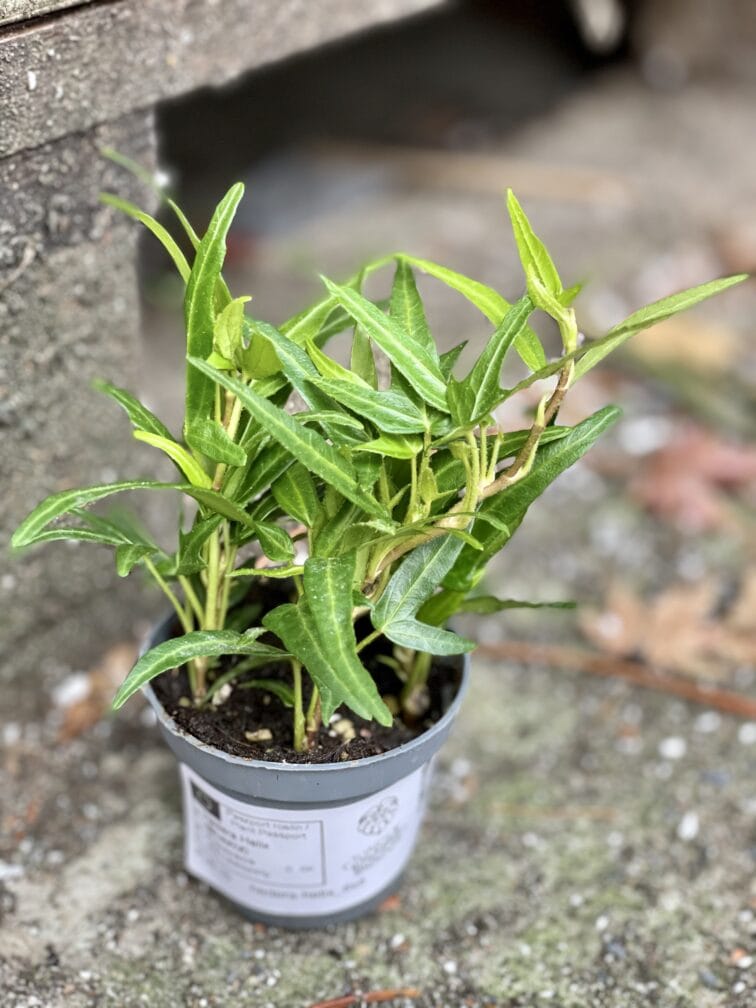 Zdjęcie rośliny Hedera Helix (Bluszcz), ujęcie 2