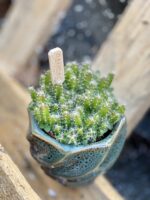 Zdjęcie rośliny Hylocereus undatus (Pitaja), ujęcie 1