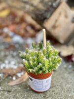 Zdjęcie rośliny Hylocereus undatus (Pitaja), ujęcie 2