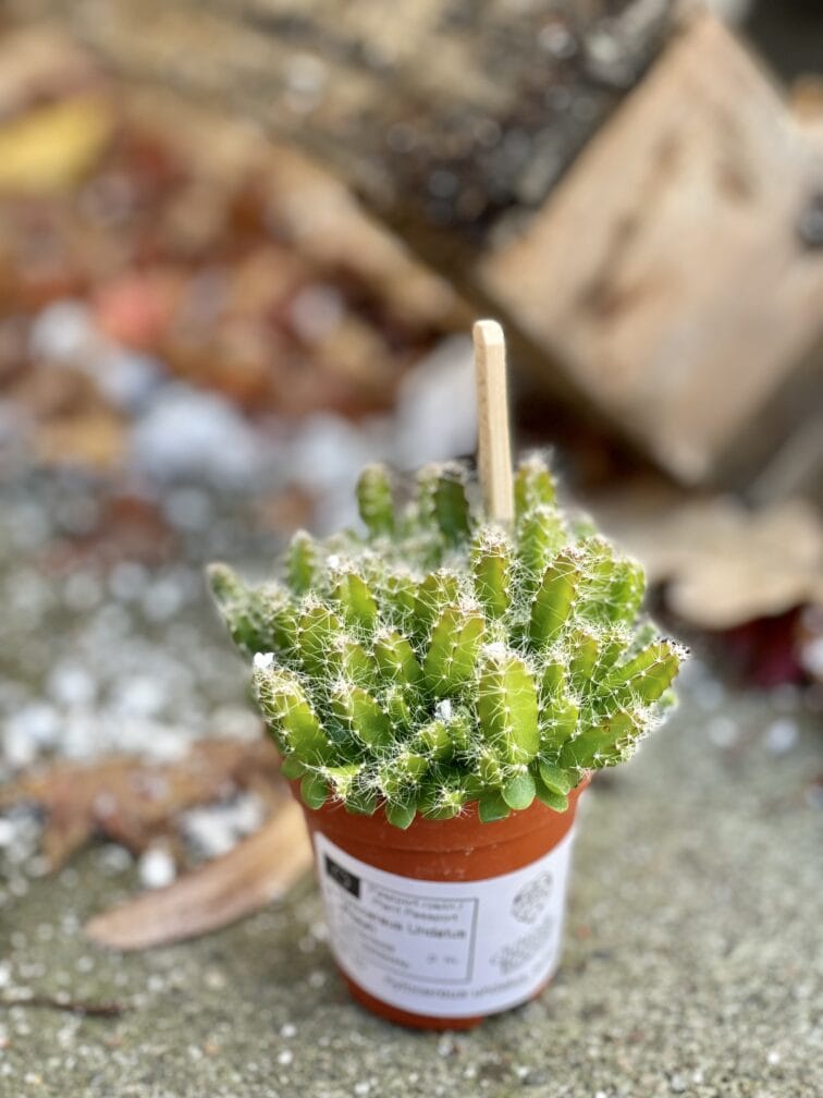 Zdjęcie rośliny Hylocereus undatus (Pitaja), ujęcie 2