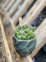 Zdjęcie rośliny Hylocereus undatus (Pitaja), ujęcie 3