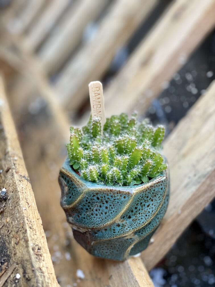 Zdjęcie rośliny Hylocereus undatus (Pitaja), ujęcie 3