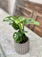 Zdjęcie rośliny Monstera Monkey Mask, ujęcie 2