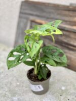 Zdjęcie rośliny Monstera Monkey Mask, ujęcie 3